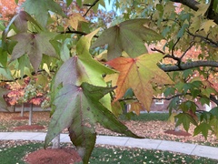 Liquidambar styraciflua