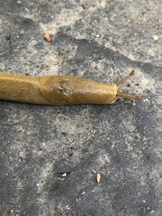 Ariolimax dolichophallus