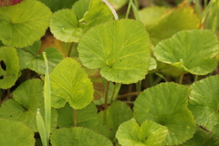 Pelargonium australe