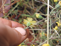 Hemizonia congesta lutescens