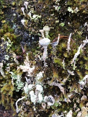 Cladonia fimbriata