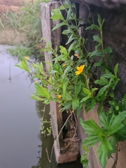 Sphagneticola trilobata