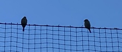 Passer domesticus
