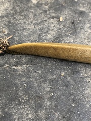 Ariolimax dolichophallus