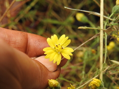 Hemizonia congesta lutescens