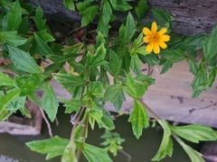 Sphagneticola trilobata