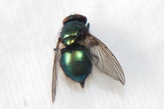 Calliphoridae