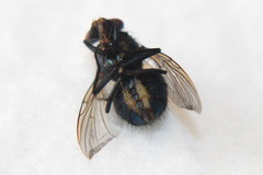 Calliphoridae