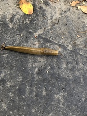 Ariolimax dolichophallus