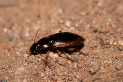 Tanystoma maculicolle