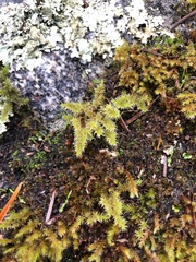 Racomitrium elongatum