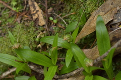 Pterostylis silvicultrix