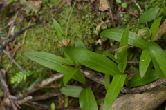 Pterostylis silvicultrix