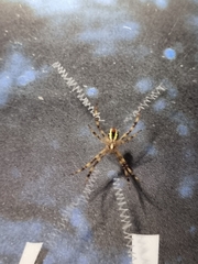 Argiope picta