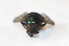 Calliphoridae