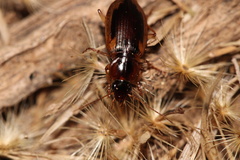 Tanystoma maculicolle