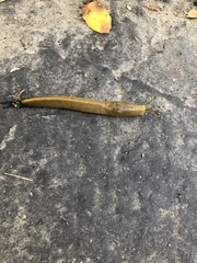 Ariolimax dolichophallus