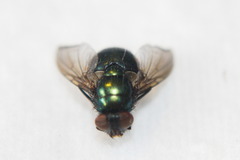 Calliphoridae