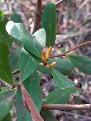 Persoonia laurina