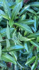 Deparia petersenii