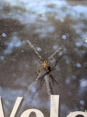 Argiope picta