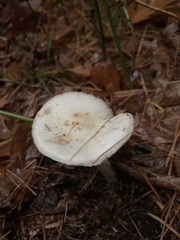 Amanita lavendula