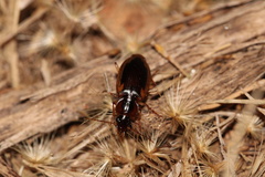 Tanystoma maculicolle
