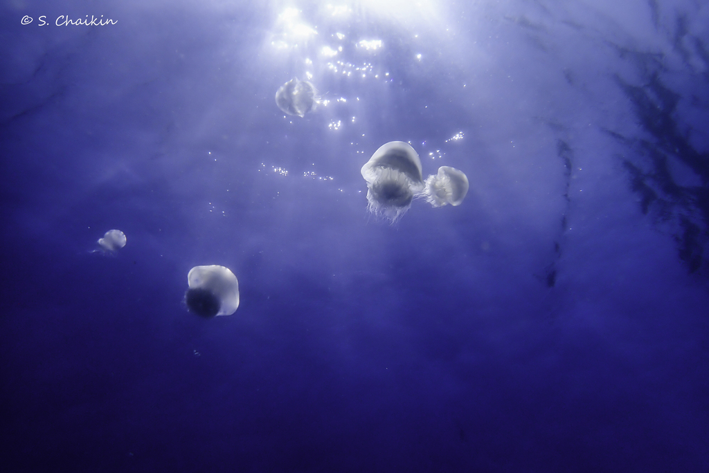 Indo-Pacific Nomadic Jellyfish