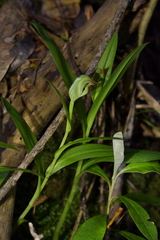 Pterostylis silvicultrix