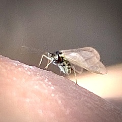 Aphidomorpha