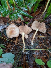 Collybiopsis peronata