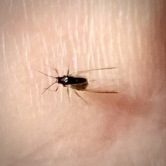 Aphidomorpha