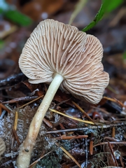 Collybiopsis peronata