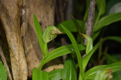 Pterostylis silvicultrix