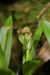 Pterostylis silvicultrix