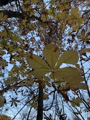 Aesculus hippocastanum