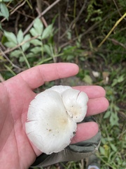Pleurotus pulmonarius