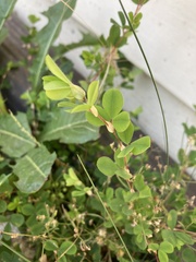 Kummerowia stipulacea