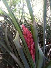 Aechmea distichantha