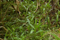 Pterostylis silvicultrix