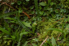 Pterostylis silvicultrix
