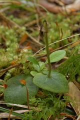 Acianthus sinclairii