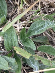 Hieracium longipilum