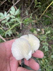 Pleurotus pulmonarius