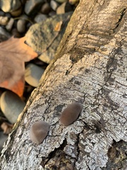 Auricularia