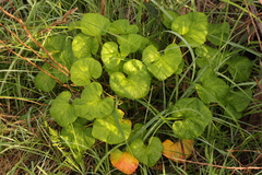 Pelargonium australe