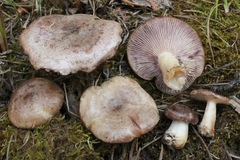 Lactarius montanus