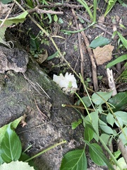 Pleurotus pulmonarius
