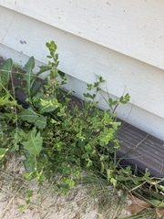 Kummerowia stipulacea