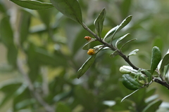 Corokia macrocarpa